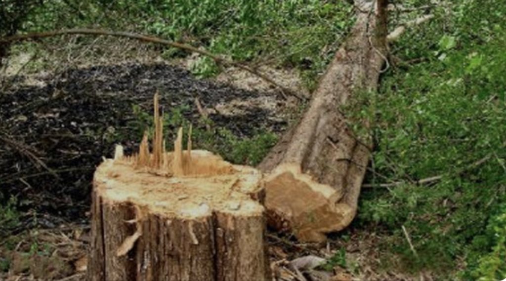 কুলাউড়ার টিলাগাঁও এ সরকারি গাছ বিক্রি করলেন প্রধান শিক্ষক